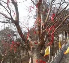 金粟山森林公园