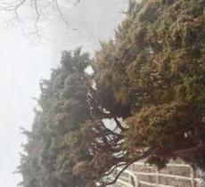 龙牙