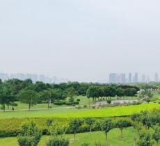 秦汉渭河湿地公园