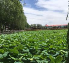 万亩荷花苑