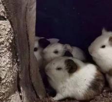 Myzoo萌宠科普乐园