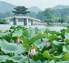 寿星头