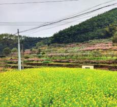 半山村