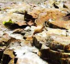 小渠子沟古树化石