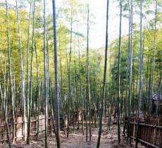 竹林迷宫
